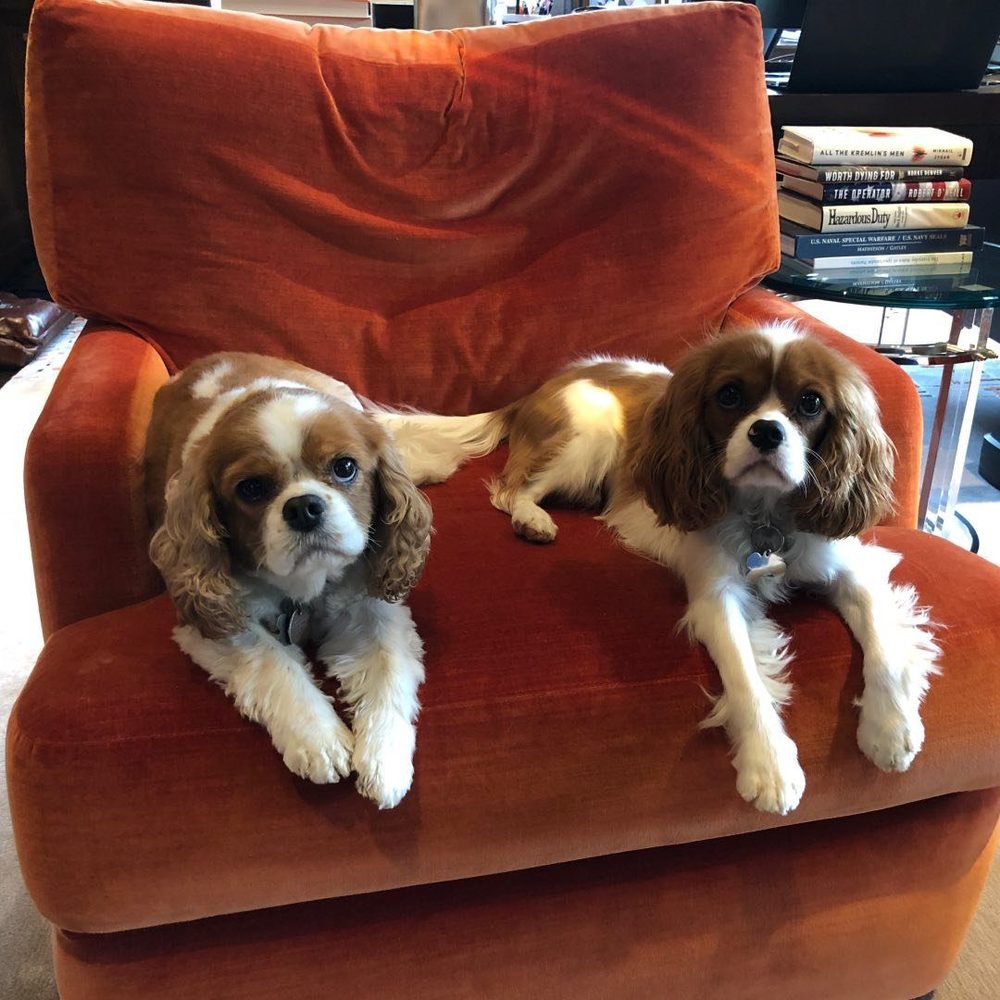 Meet your Posher, Allie